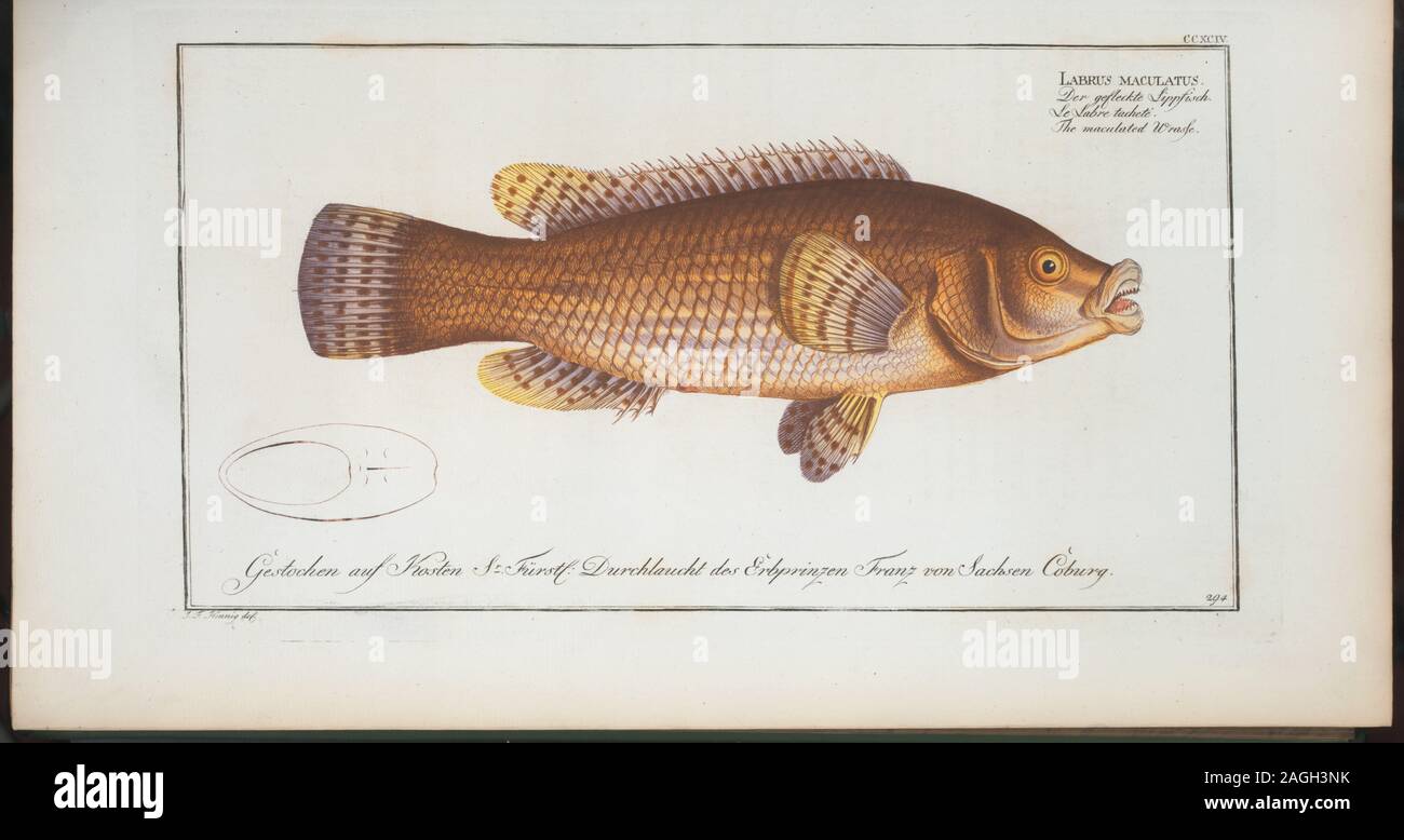 Gross, 1994, #120; Labrus maculatus, The maculated Wrasse. Stock Photo