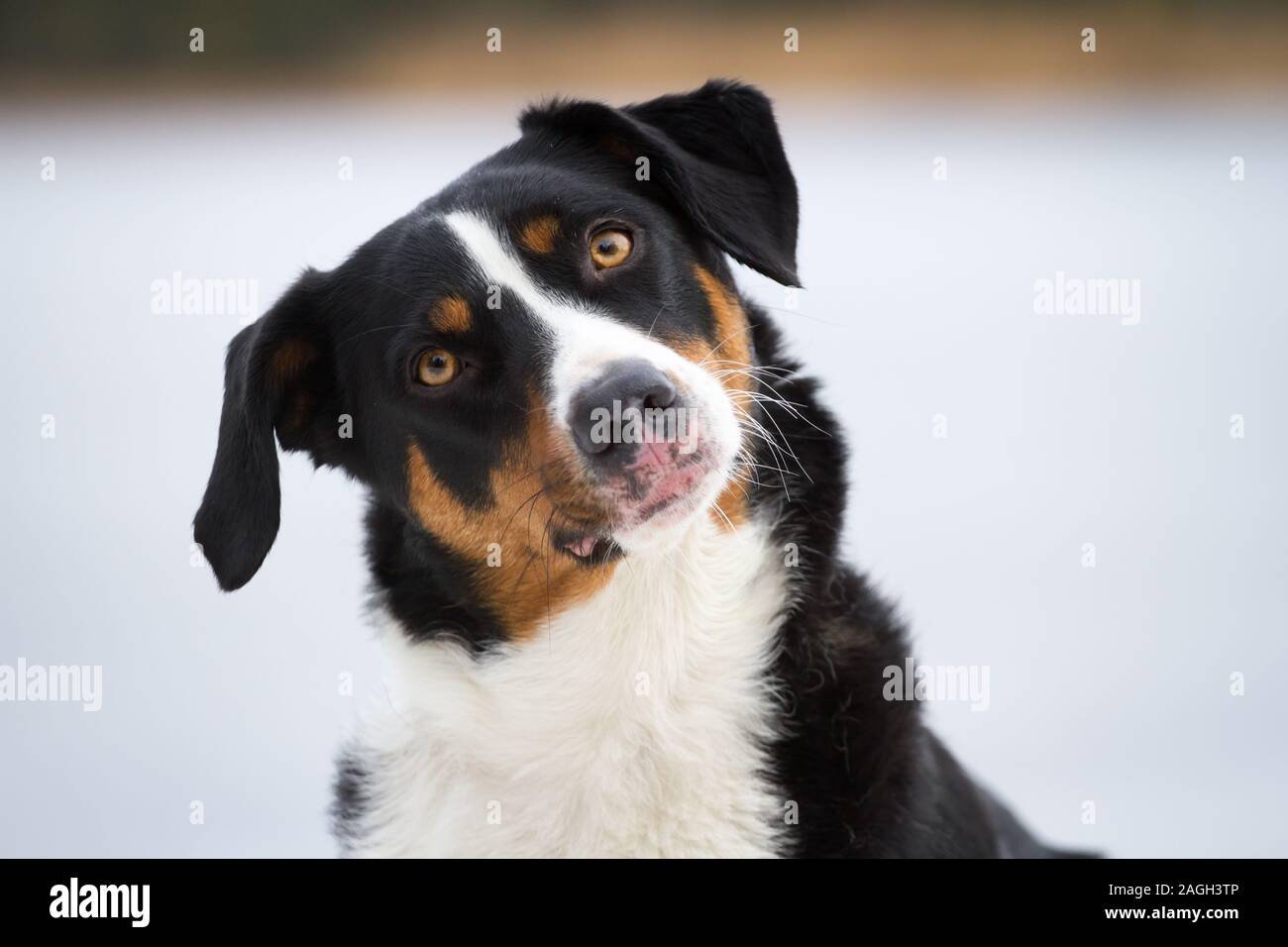 Appenzell Mountain Dog (Appenzeller Sennenhund) Stock Photo