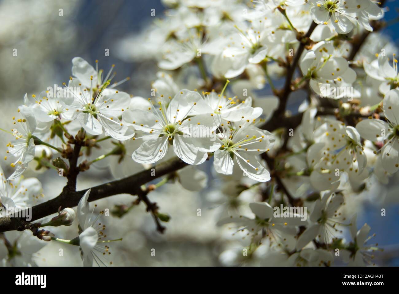 Cherry blossom branch illuminated by sunlight in a close-up - spring ...