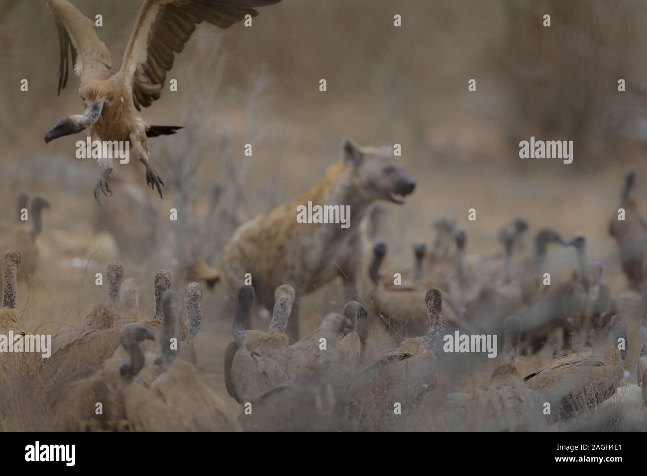 Vulture flying with a blurred hyena in the background Stock Photo