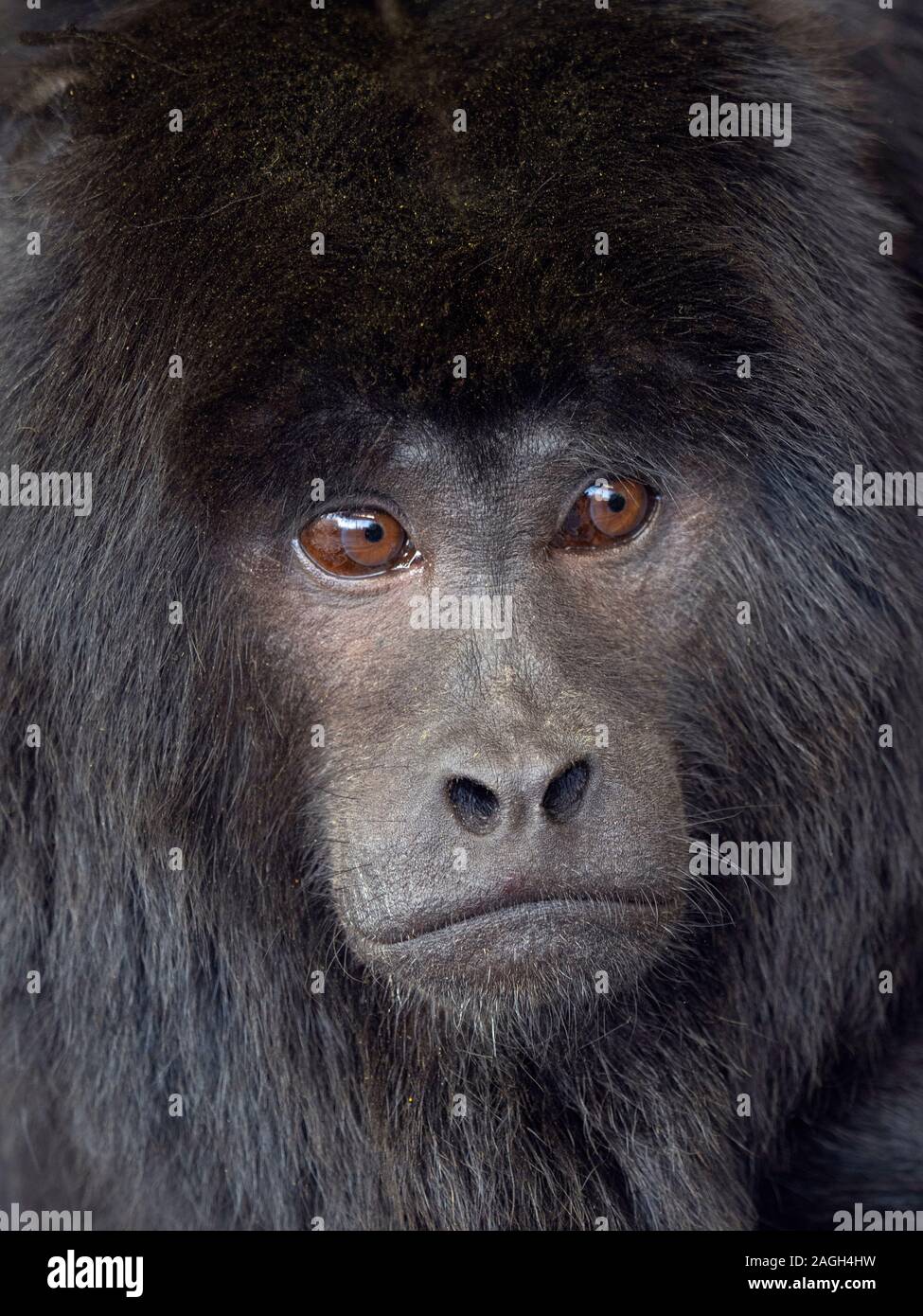 Black howler Alouatta caraya also known as black-and-gold howler Captive Portrait male Stock Photo