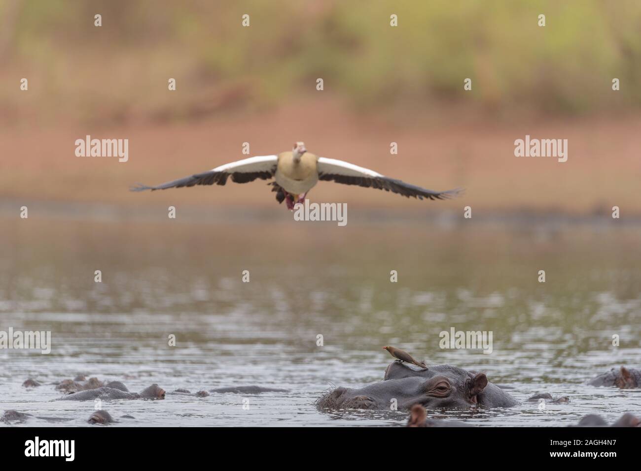 Selective focus shot of a bird flying above hippopotamuses in the water Stock Photo