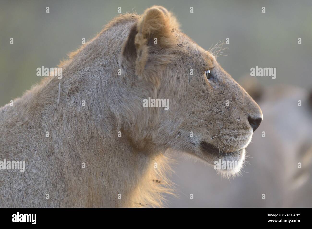 Closeup shot of a lion looking in the distance Stock Photo