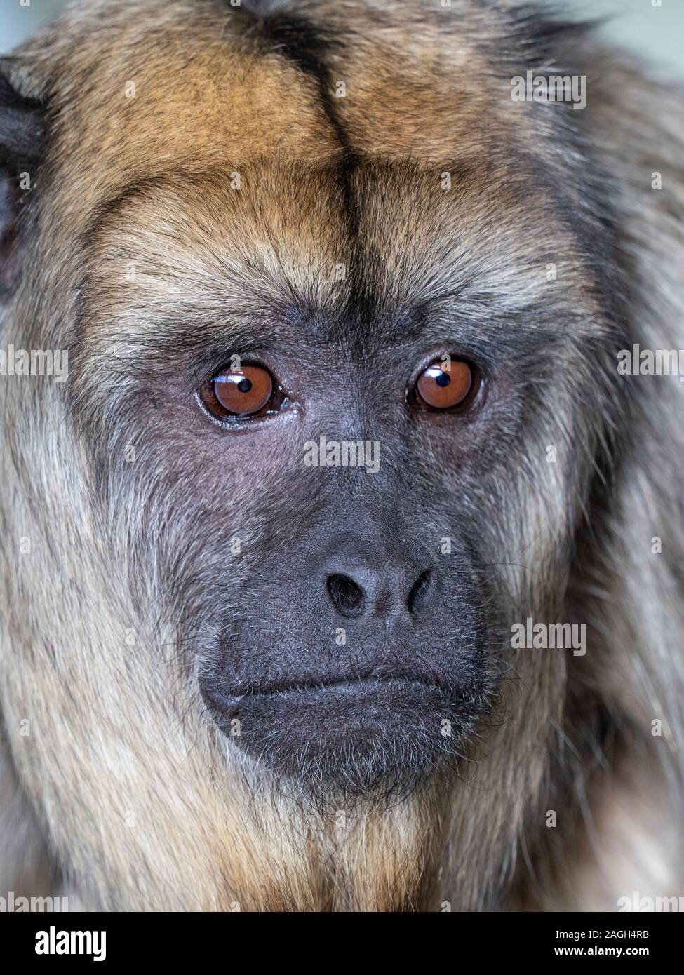 Black howler Alouatta caraya also known as black-and-gold howler Captive Portrait female Stock Photo