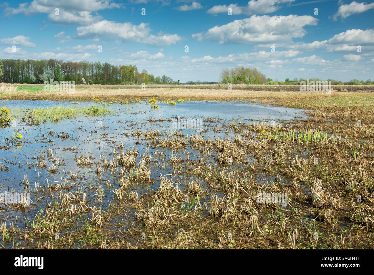 Grass in water on the meadow, white clouds on blue sky - sunny spring day Stock Photo