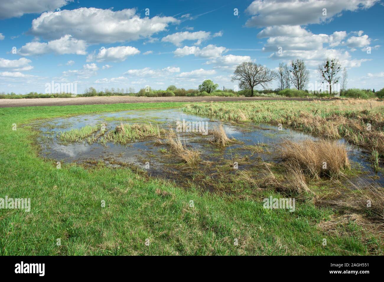 Dry grass in water on the meadow, white clouds on blue sky - sunny spring day Stock Photo