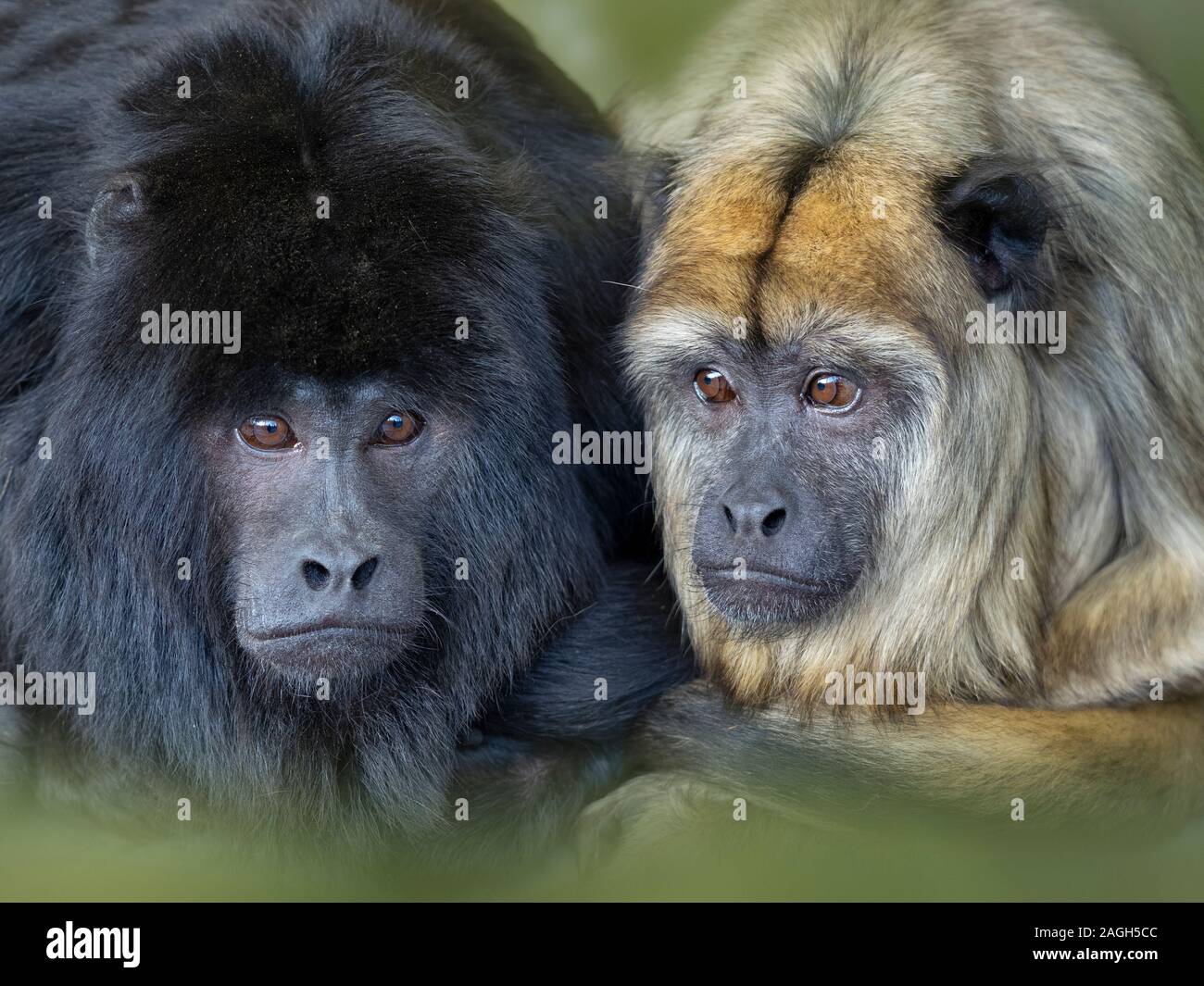 Male and female Black howler Alouatta caraya also known as black-and-gold howler Captive Portrait Stock Photo
