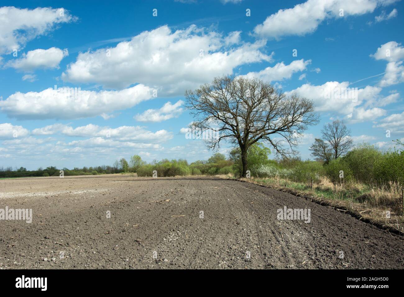 Plowed field and big tree, white clouds on blue sky - sunny spring day Stock Photo