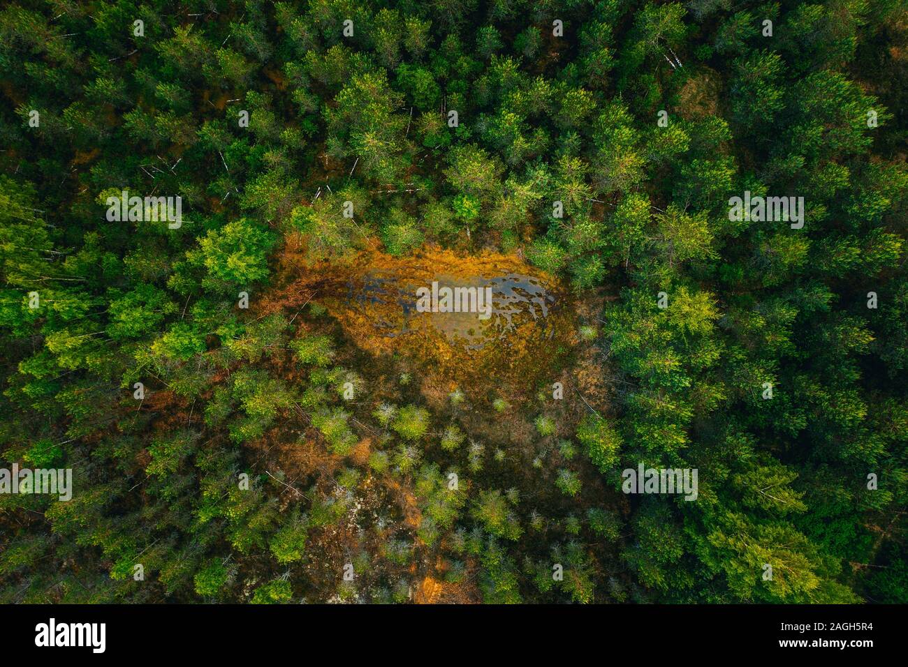 Aerial shot of a water surface in the middle of a forest surrounded by tall green trees Stock Photo