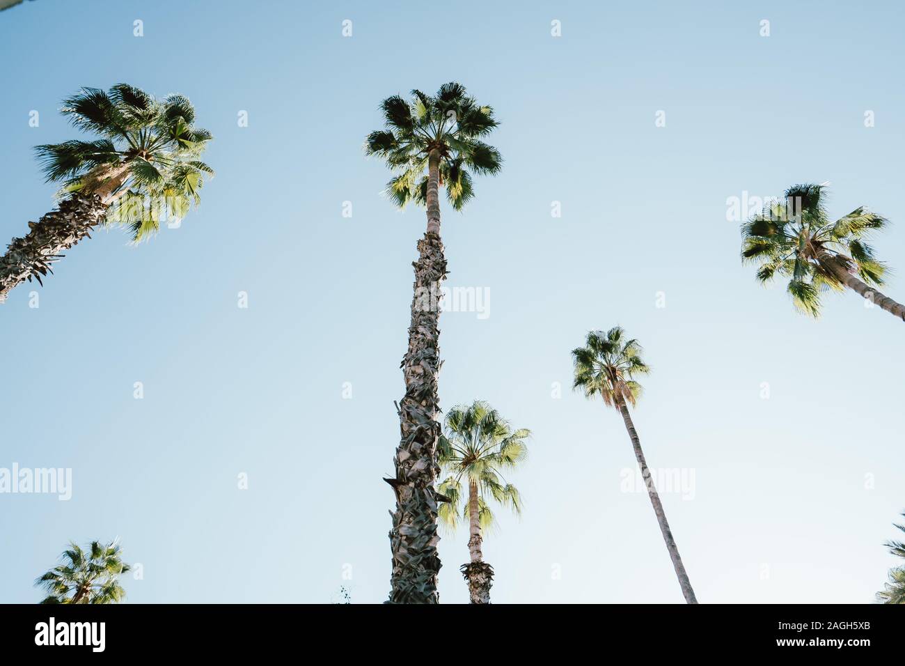 Low angle view of palms under a blue sky and sunlight - a cool picture ...