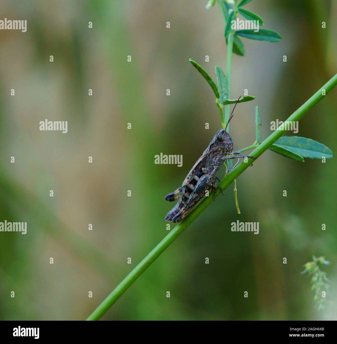 Photo grasshopper in the green grass. Natural background. Stock Photo