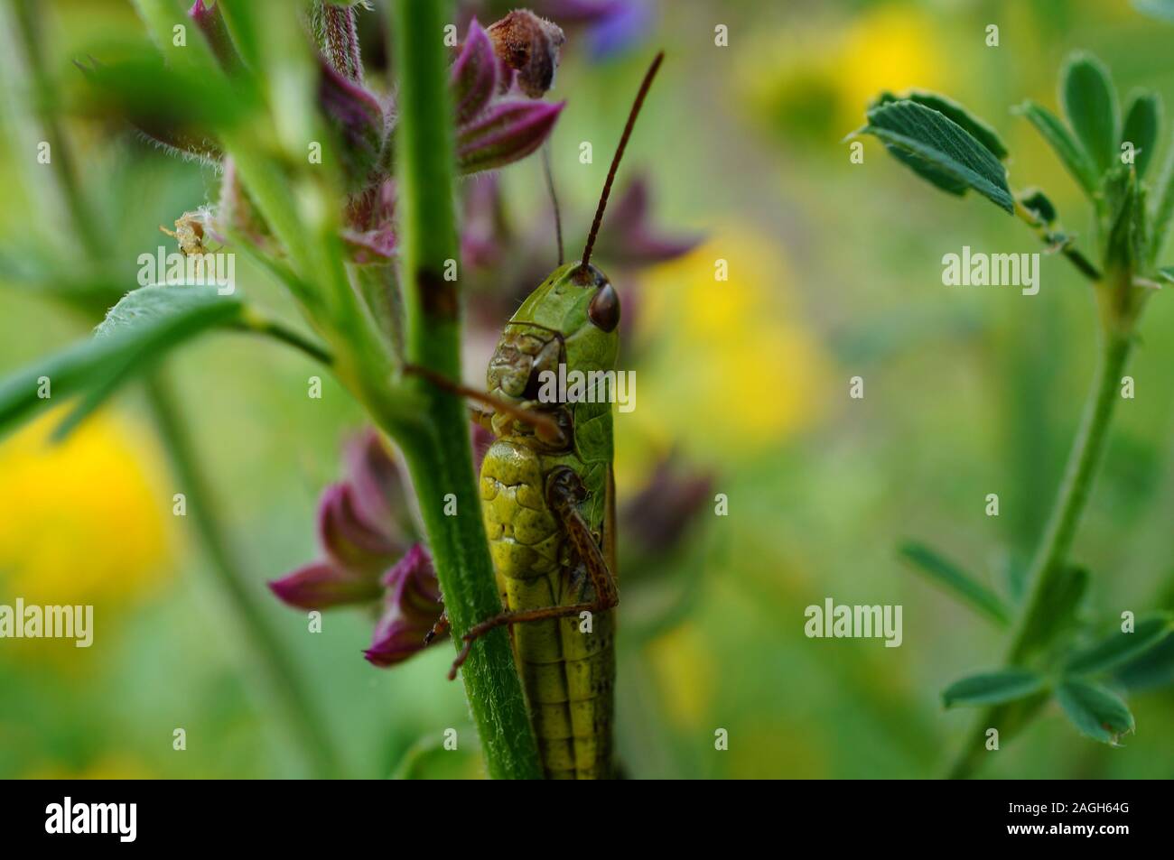 Photo grasshopper in the green grass. Natural background. Stock Photo