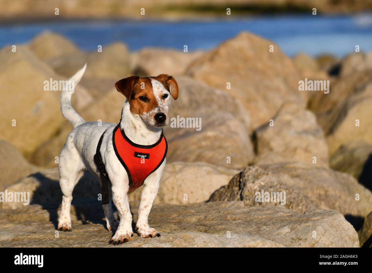 Jack Russell terrier standing on rocks wearing a red harness Stock