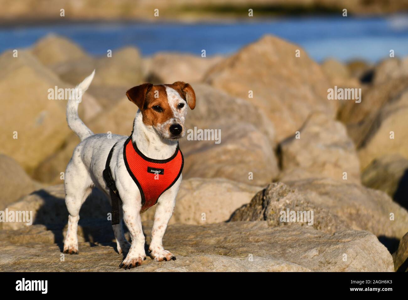 Working jack russell terrier hi-res stock photography and images - Alamy