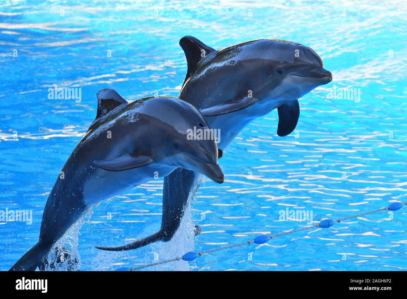 Two dolphins jumping out of the water during a dolphin show Stock Photo