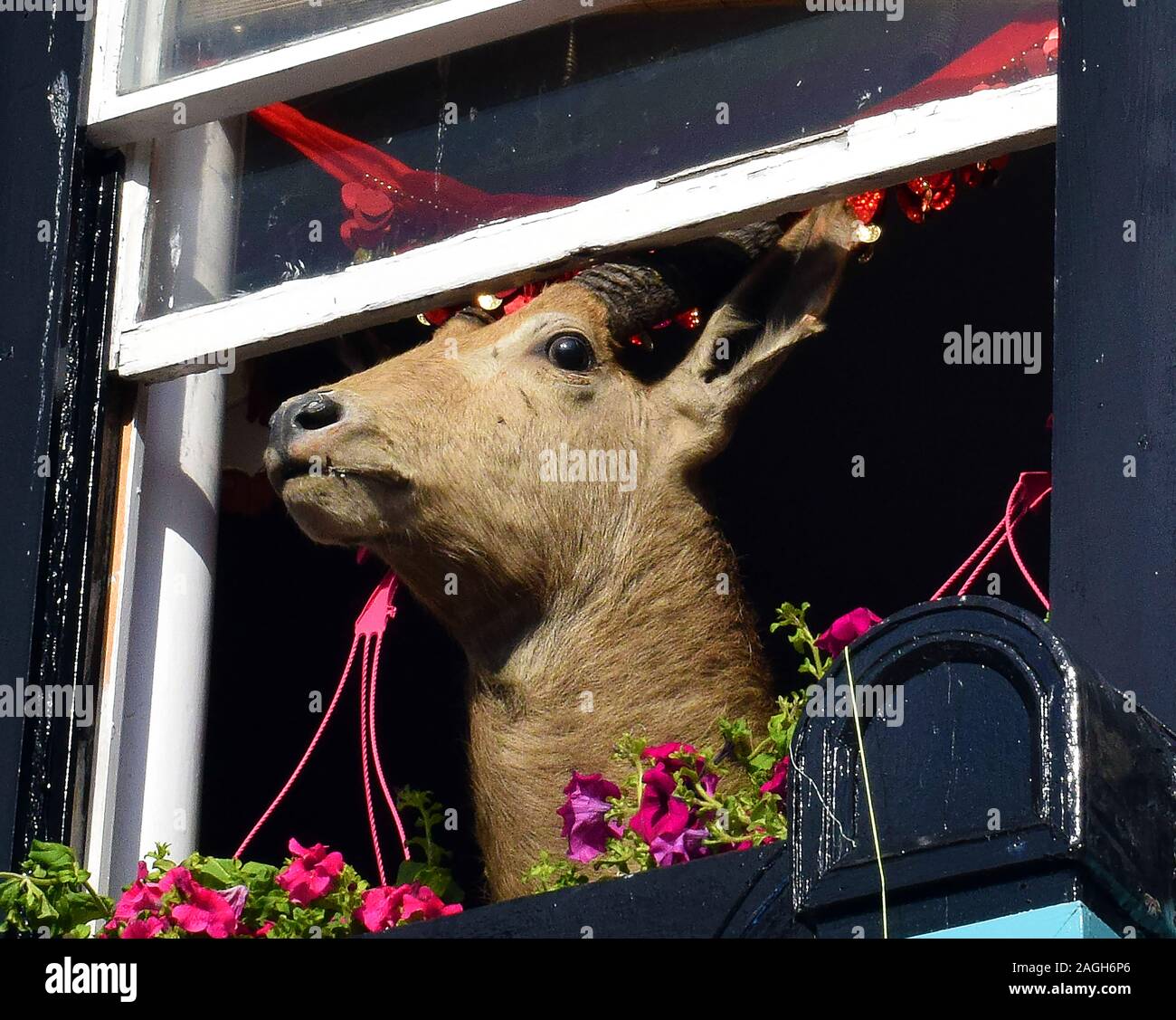 COME AWAY FROM THE WINDOW DEAR - A deer looking out of a window decorated with flowers and ribbons in Britain Stock Photo