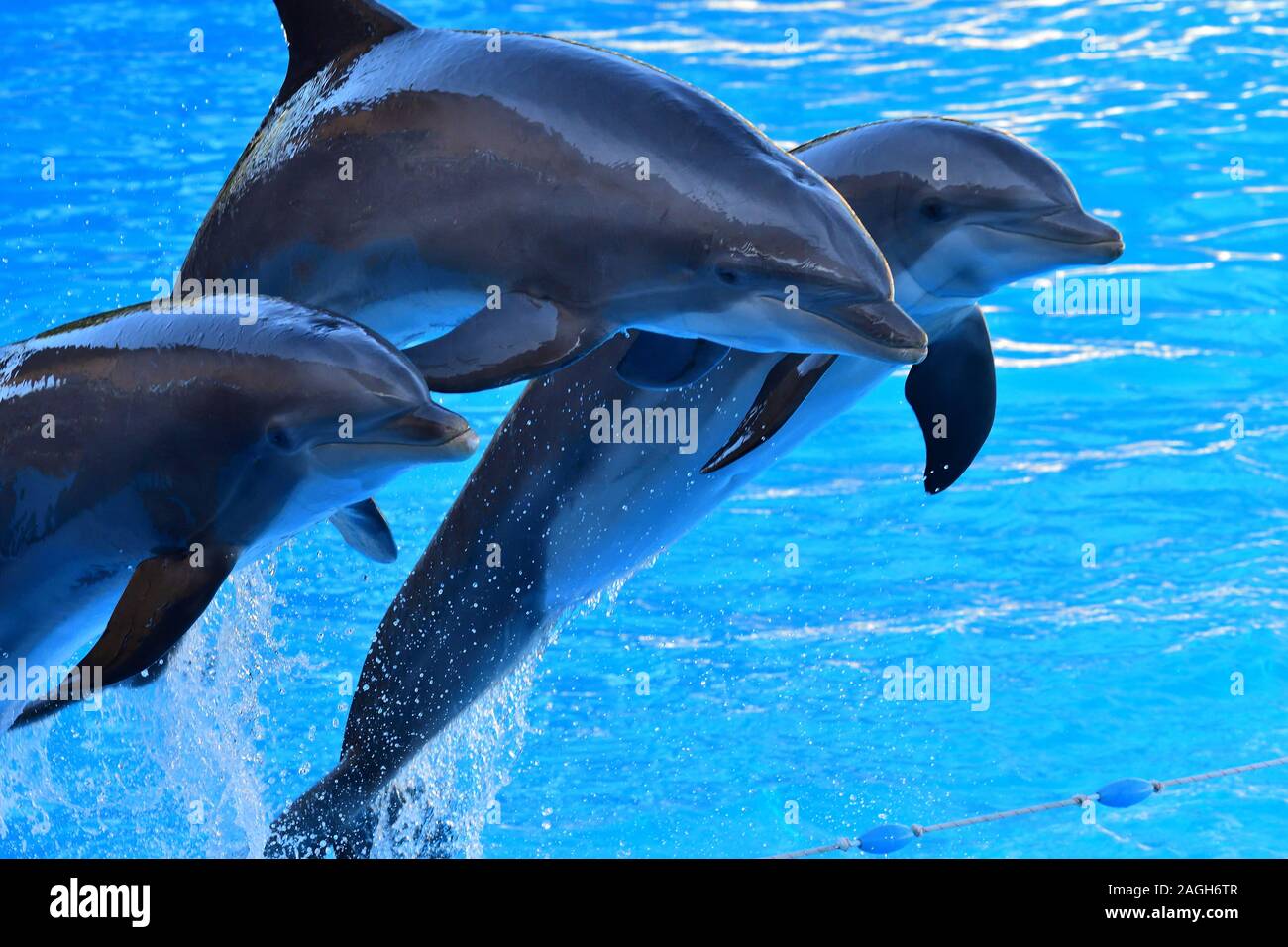 Dolphins jumping out of the water during a dolphin show Stock Photo - Alamy