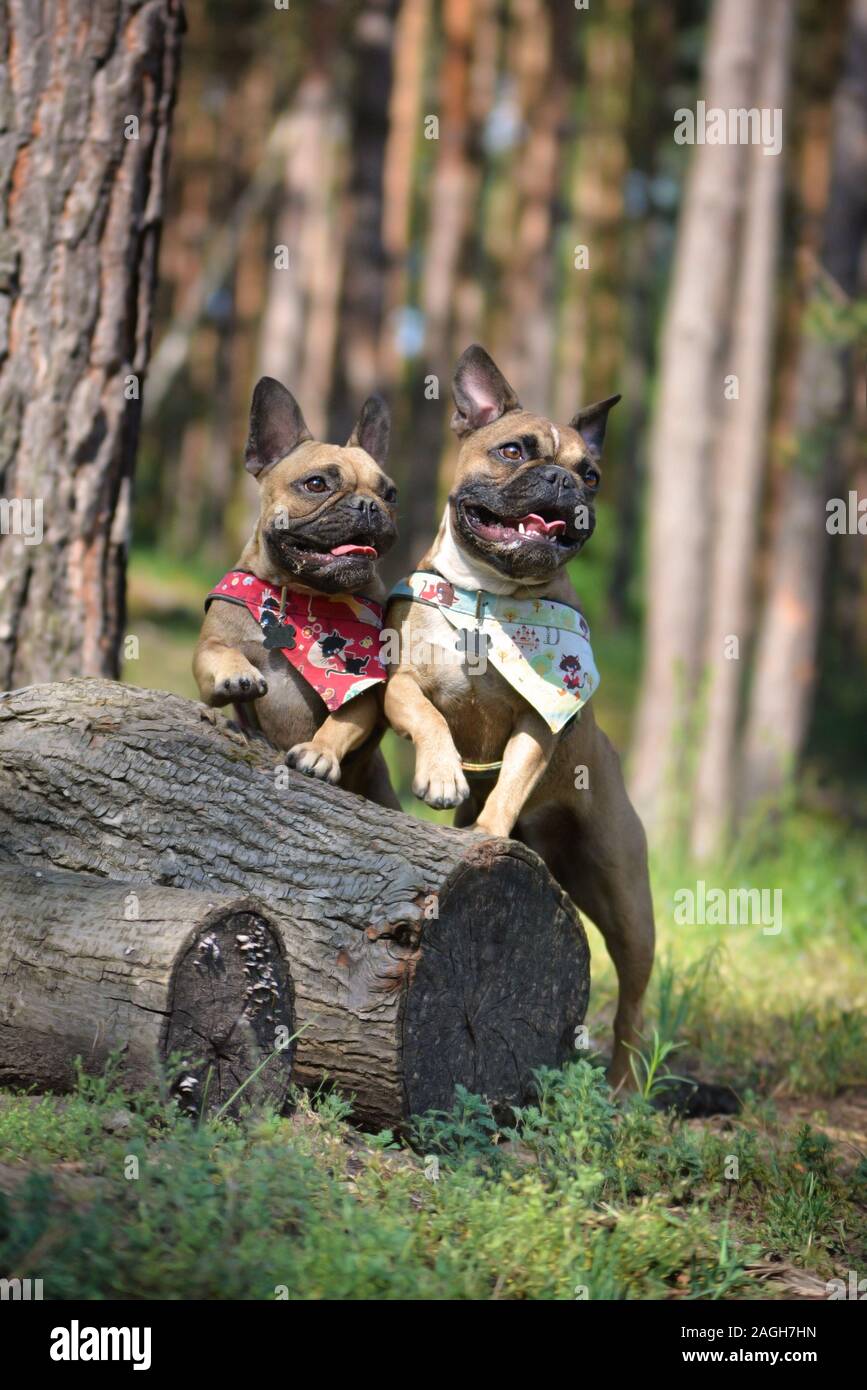 Two happy French Bulldog dogs leaning on tree stump synchronically waving with one paw Stock Photo