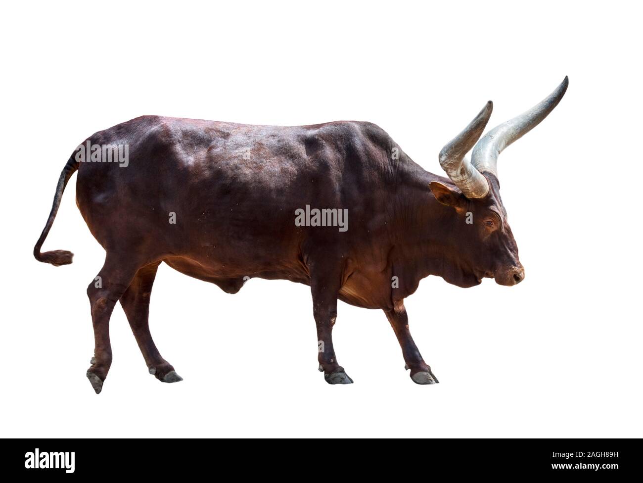 Ankole-Watusi bull, breed of domestic cattle of central Africa with enormous horns against white background Stock Photo