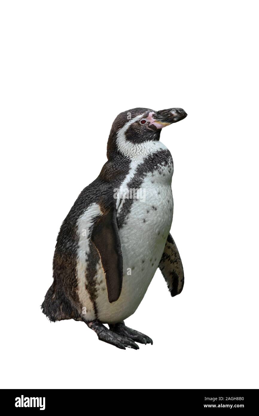 Humboldt penguin (Spheniscus humboldti) native to North Chile, South America against white background Stock Photo
