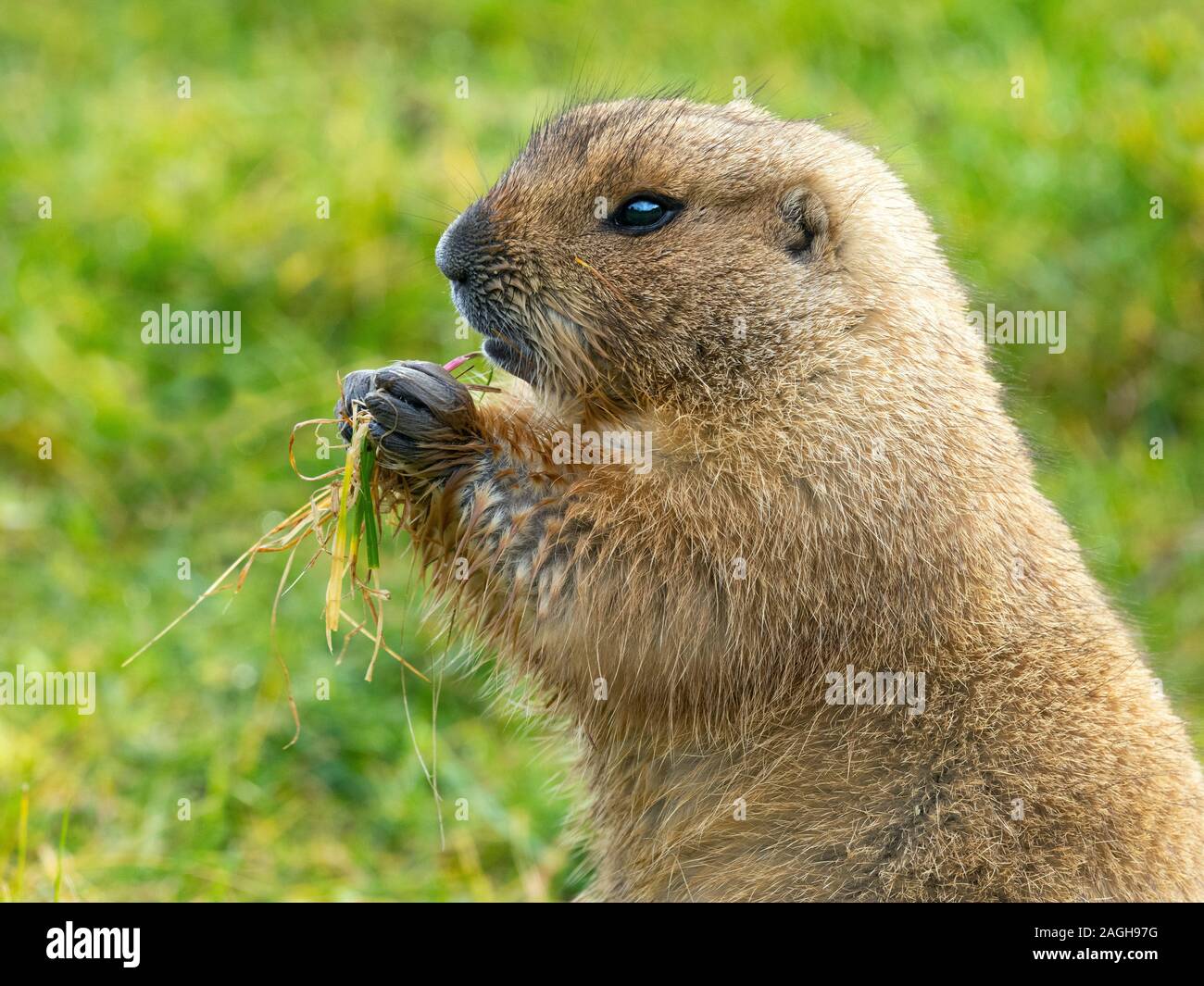 Black-tailed prairie dog Cynomys ludovicianus Stock Photo