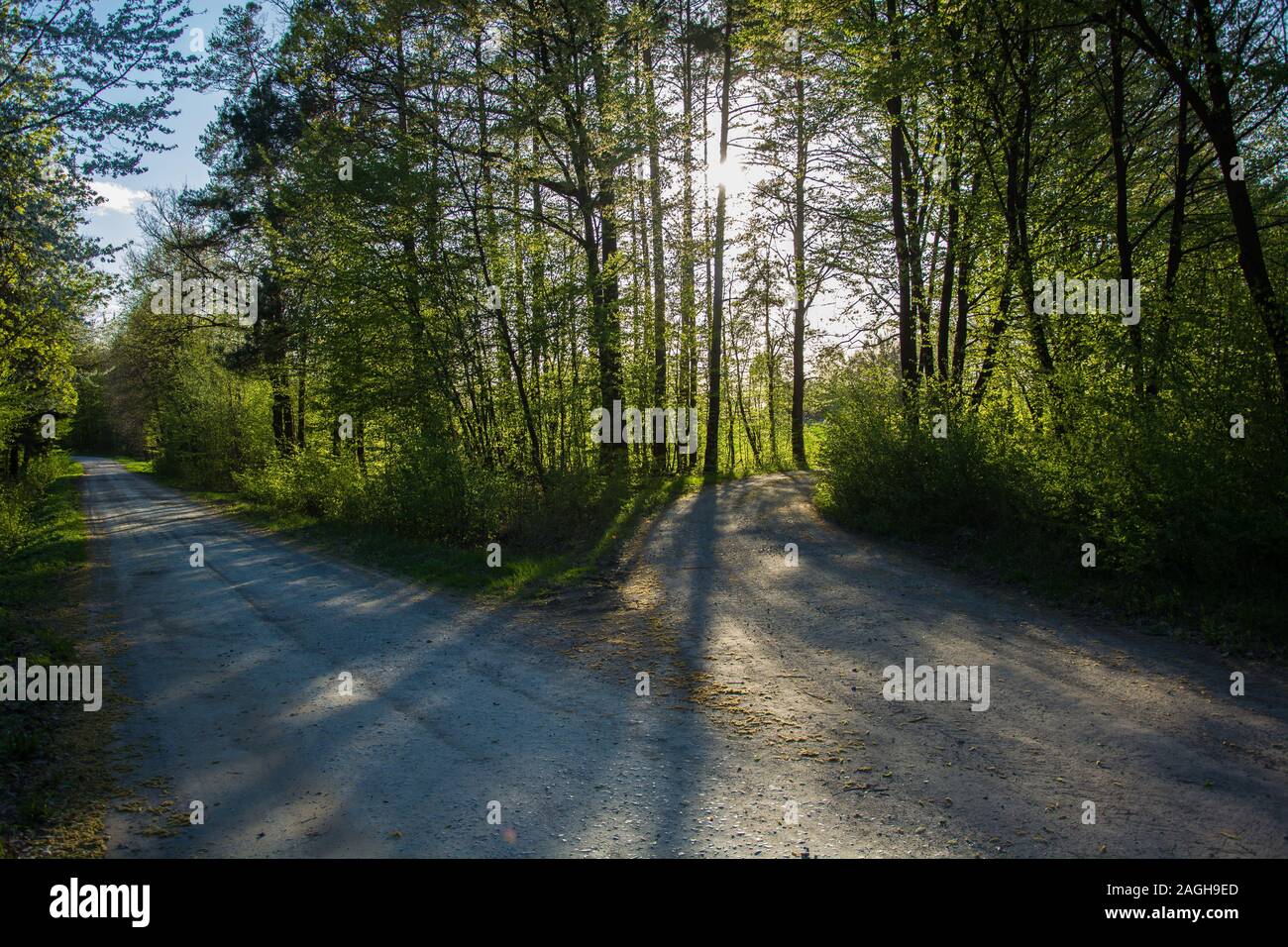 A gravel road fork, green trees and sunlight - view on a sunny day Stock Photo