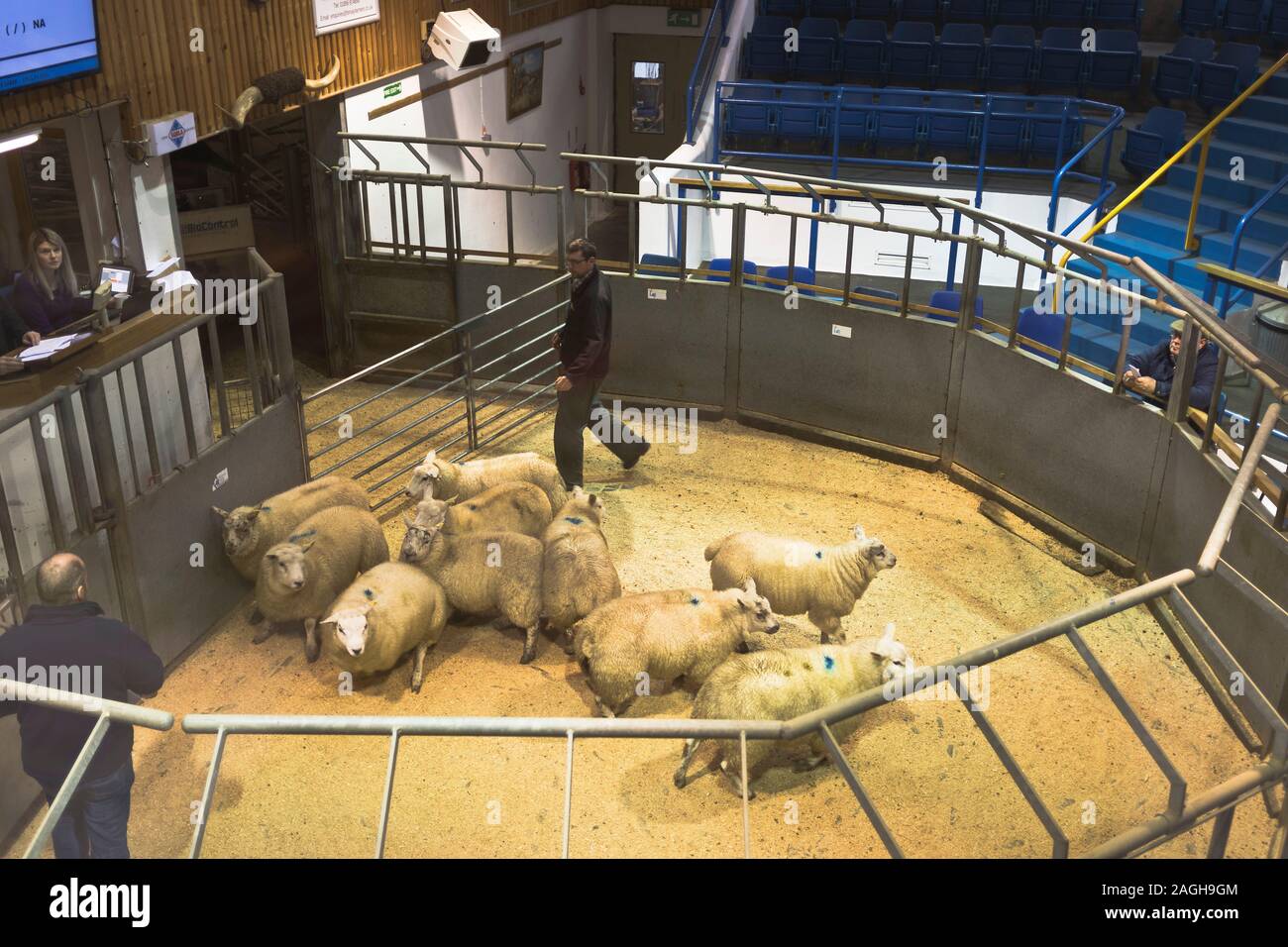 dh Sheep auction ORKNEY MART ORKNEY Scottish ring Sales Scotland sale market uk animal livestock Stock Photo