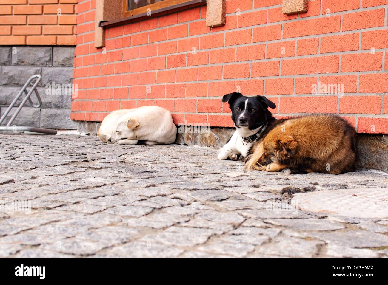 Why Do Dogs Sleep Against Walls
