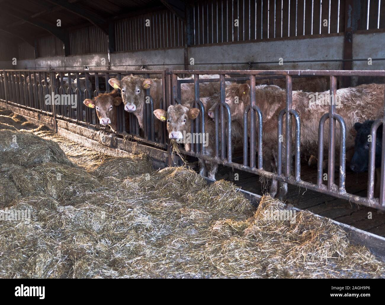 dh Cattle farm shed FARMING ORKNEY Scottish Cows straw feed scotland Stock Photo