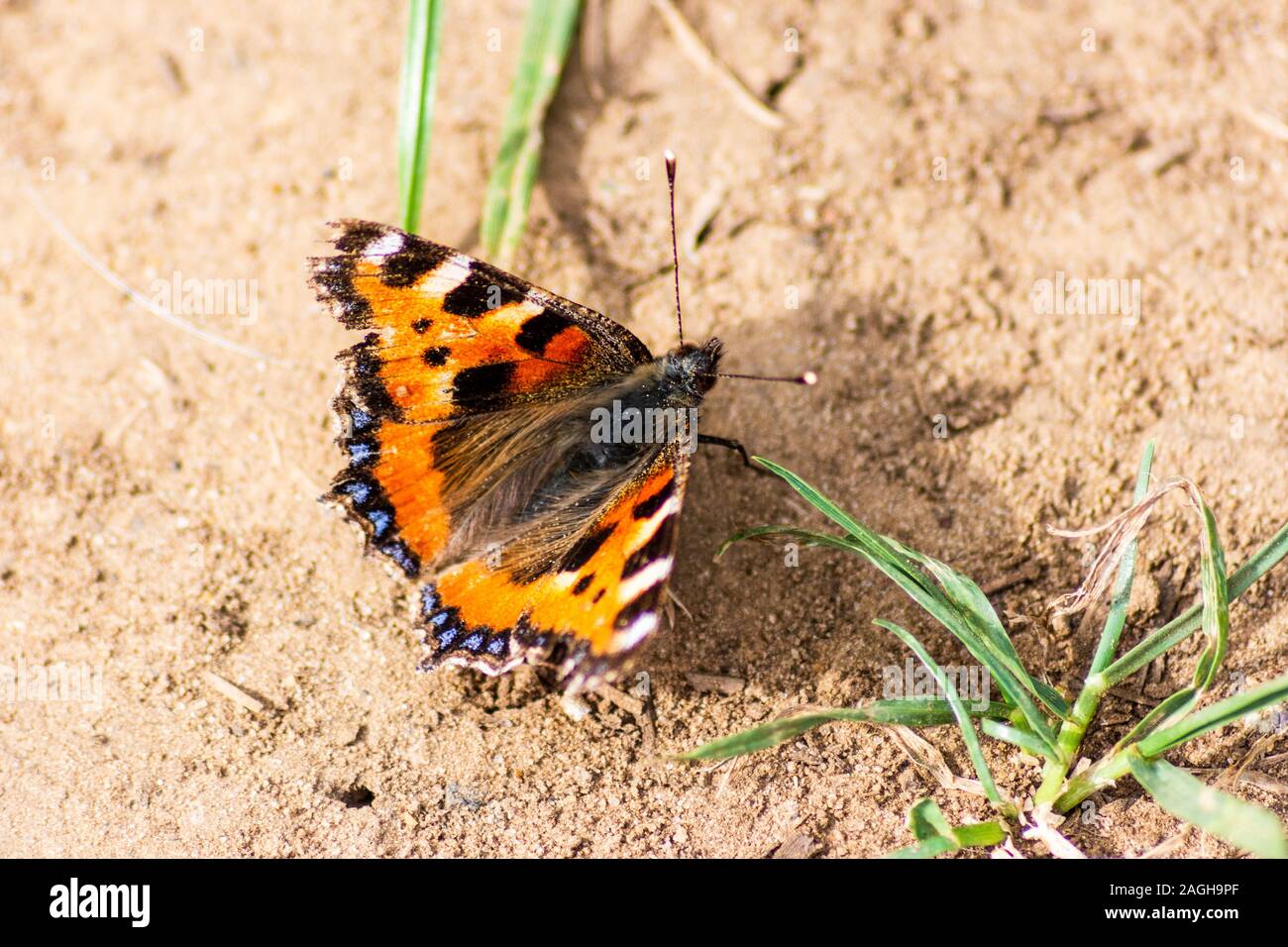 A small tortoiseshell butterfly Aglais urticae resting on some dry dusty ground with open wings and the odd leaf of grass visible Stock Photo