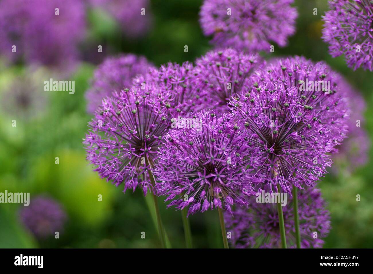 Many round purple onion flowers in the garden. Allium rosenbachianum is a plant species found in the cultivated as an ornamental. Stock Photo