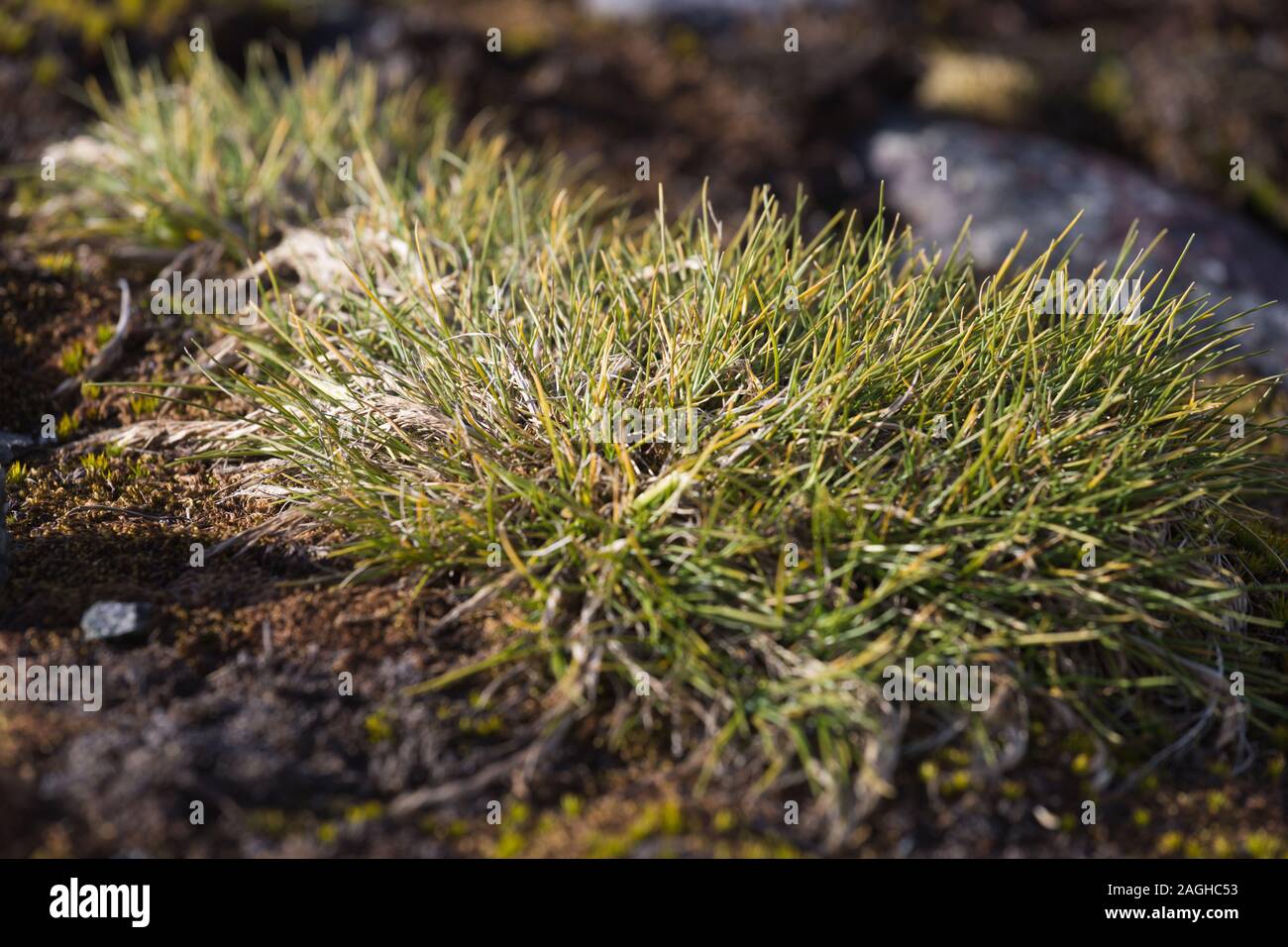 Macrophoto of Deschampsia antarctica, the Antarctic hair grass, one of two flowering plants native to Antarctica Stock Photo