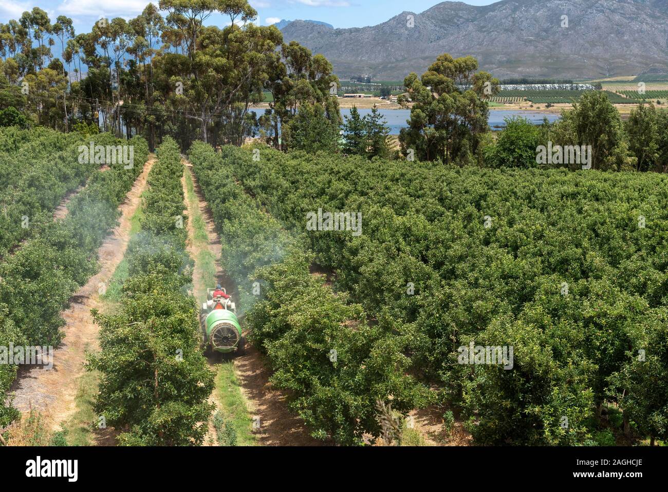 Elgin, Western Cape, South Africa, December 2019. Spraying apple trees