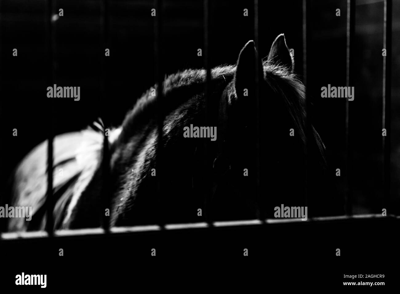 Black and white landscape image shot with a low-key exposure of cross-tie ring inside a horse barn in winter. Stock Photo