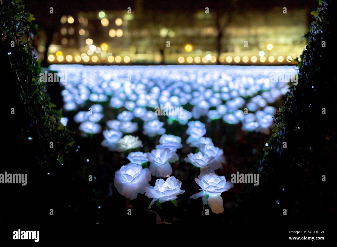 London, UK. 19th December, 2019. Ever After Garden in Grosvenor Square, Mayfair. Illuminated with thousands of glowing white roses for Christmas, visitors are invited to 'plant' a silk rose in memory of a loved one. Ever After Garden has spaces for 27,000 roses and is intended as somewhere for Londoners to remember absent friends and family this Christmas. Credit: Guy Corbishley/Alamy Live News Stock Photo
