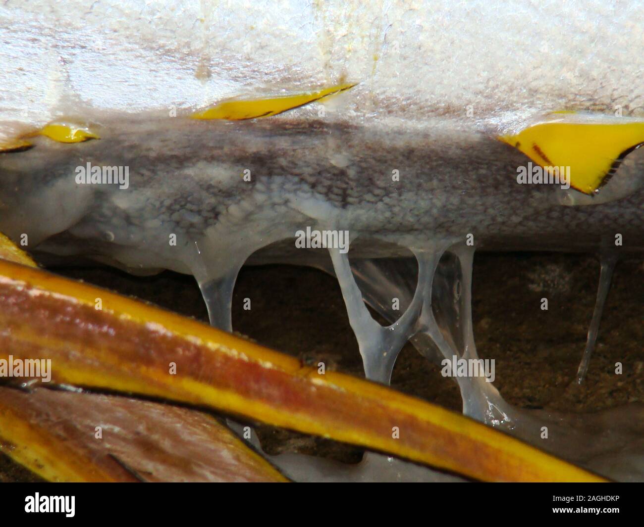 Cloudy eyes and skin oozing a bacterial mucus reveal Postharvest spoilage of artisanally caught