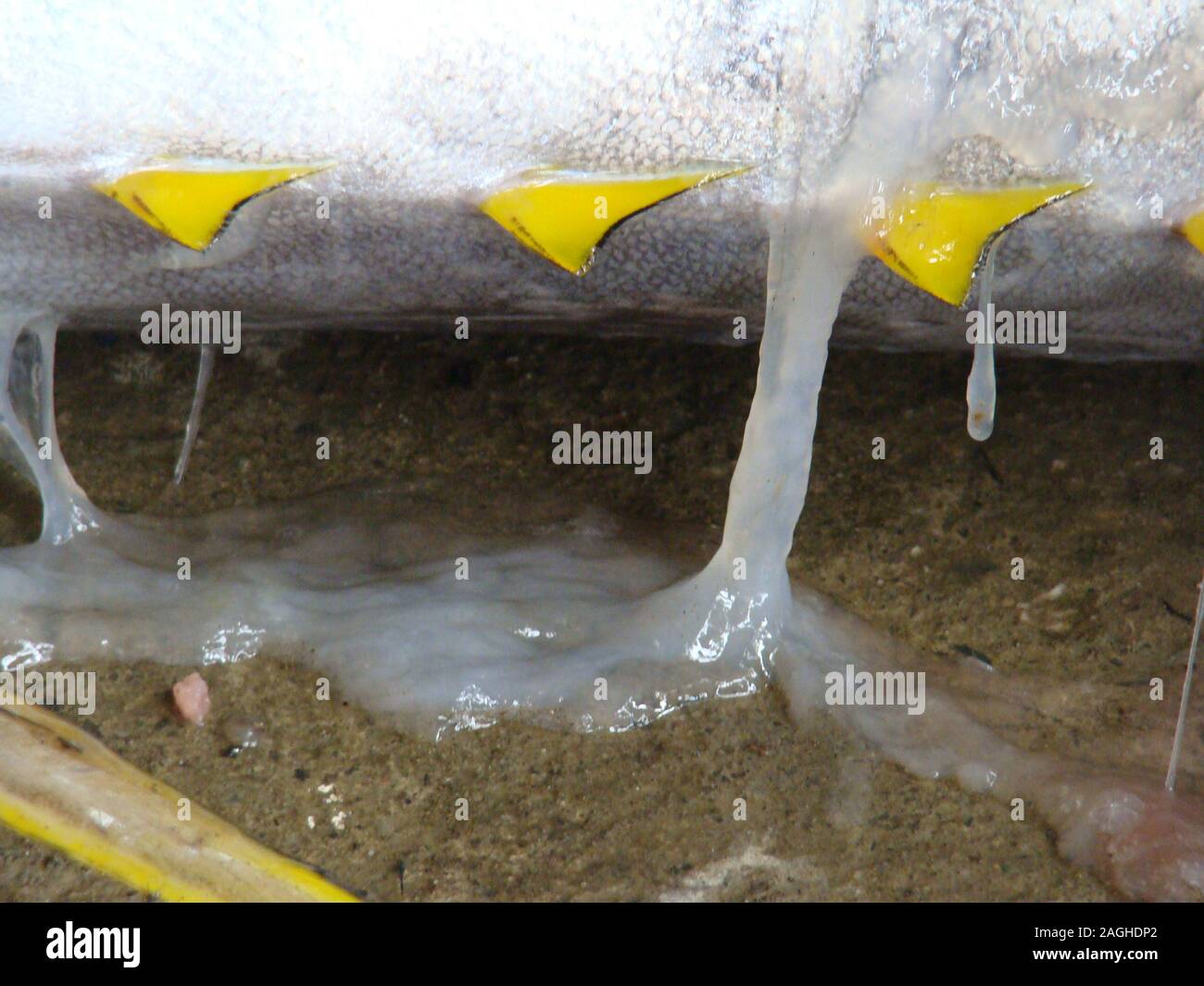 Cloudy eyes and skin oozing a bacterial mucus reveal Postharvest
