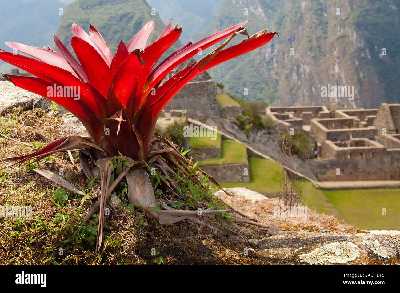 Machupichu Peru High Resolution Stock Photography and Images - Alamy