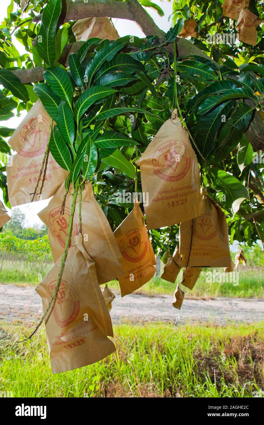 Mango tree fruits in paper bags covered Stock Photo Alamy