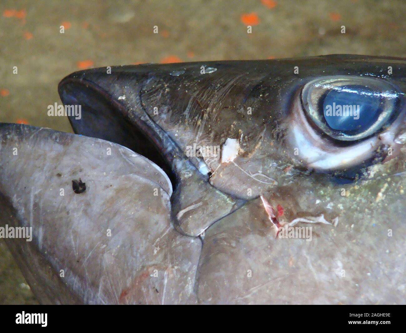 Cloudy eyes and skin oozing a bacterial mucus reveal Postharvest