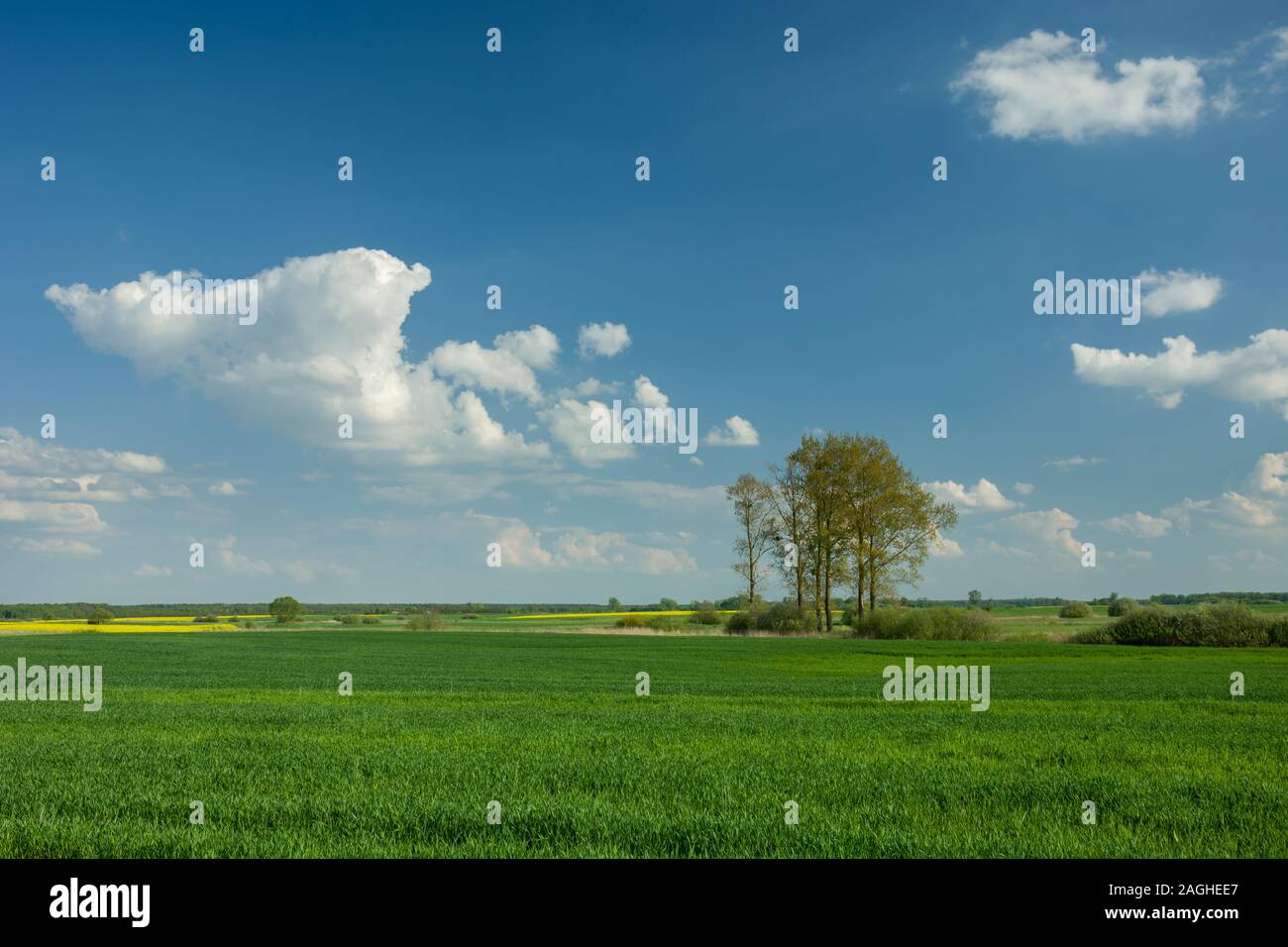 Green field and tall trees on the horizon Stock Photo