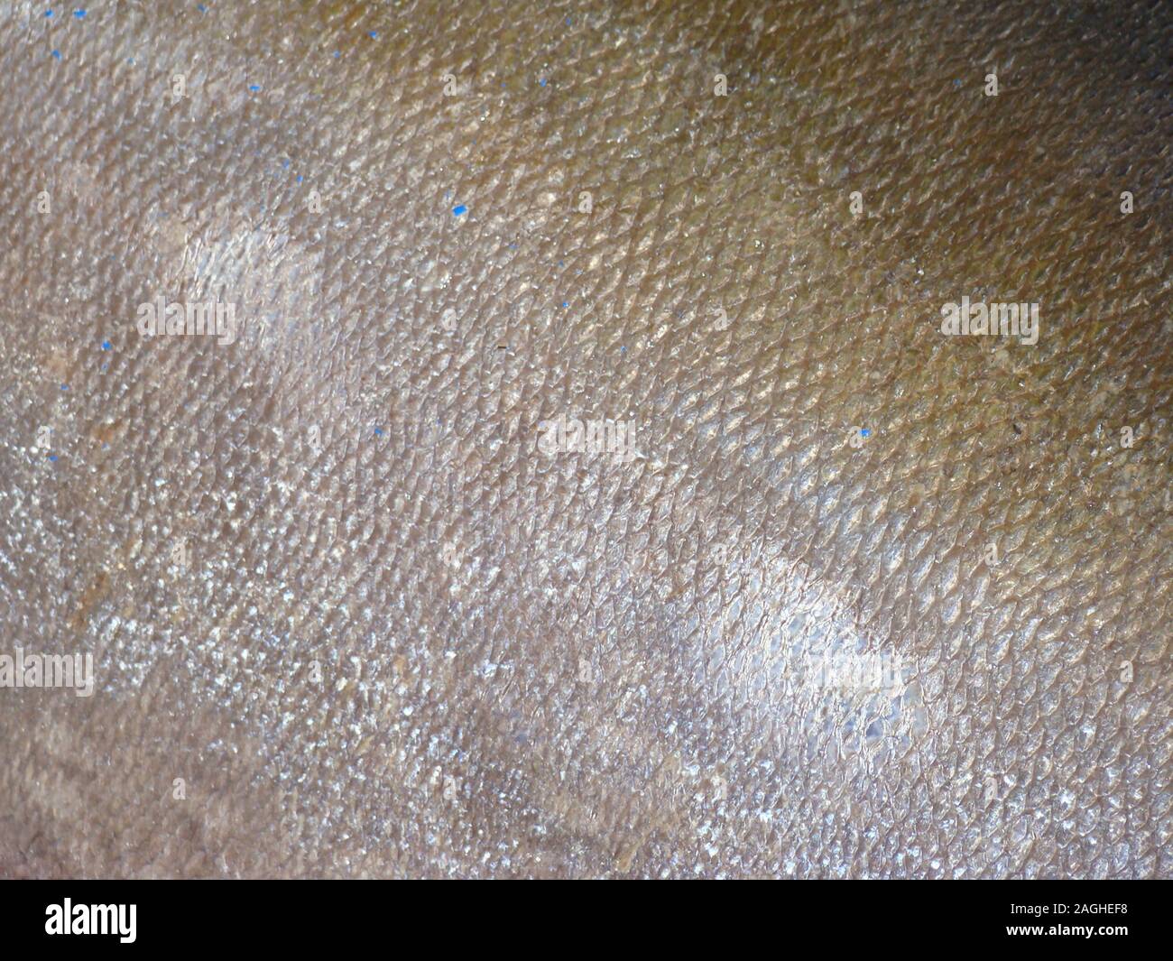 Detail of the scales in the skin of a freshly caught yellowfin tuna