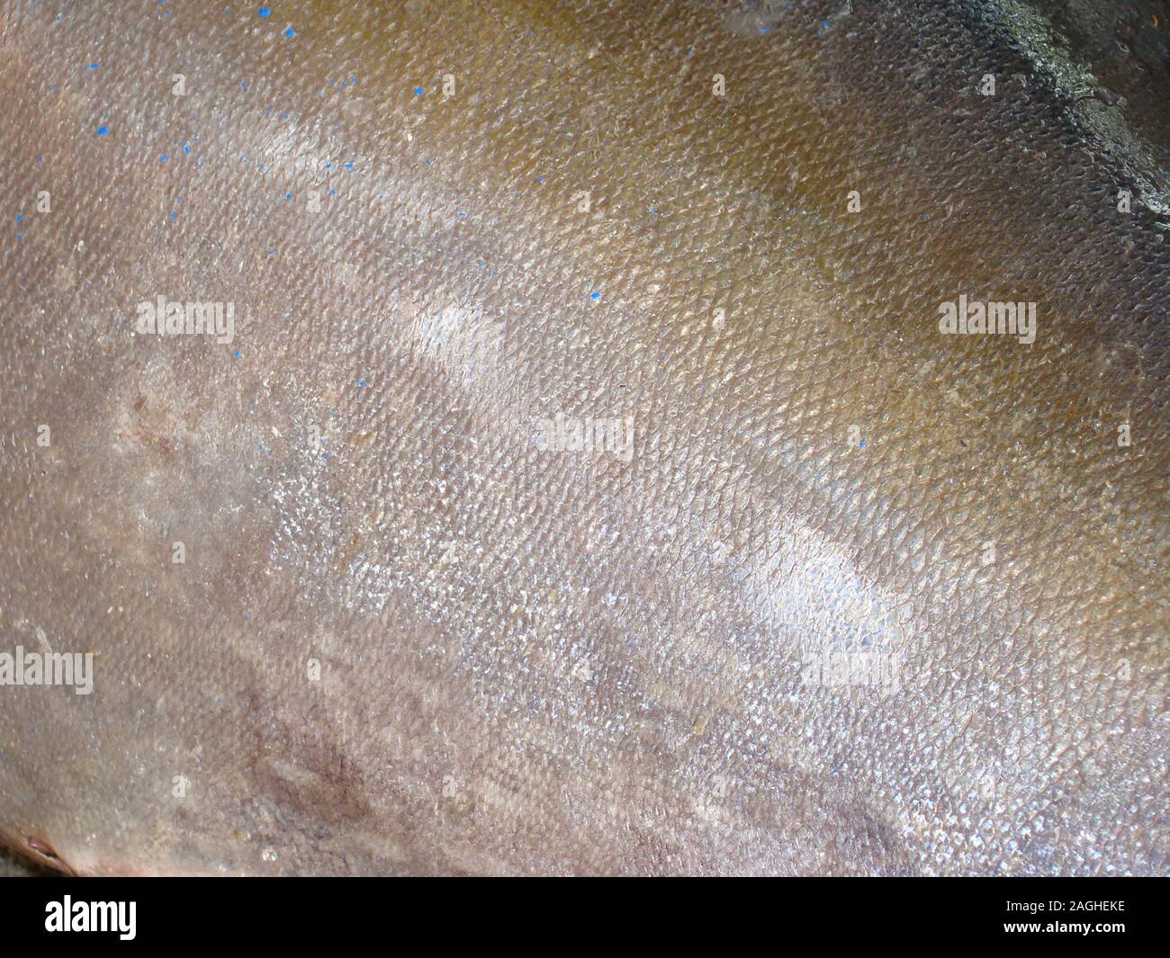 Ctenoid fish scales hires stock photography and images Alamy