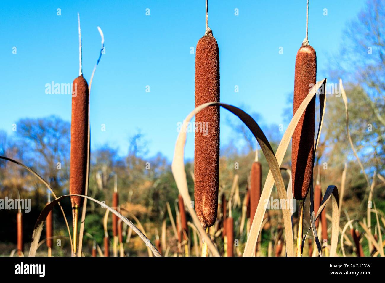Bulrush seed heads catching golden late-afternoon sunlight against a clear blue sky Stock Photo
