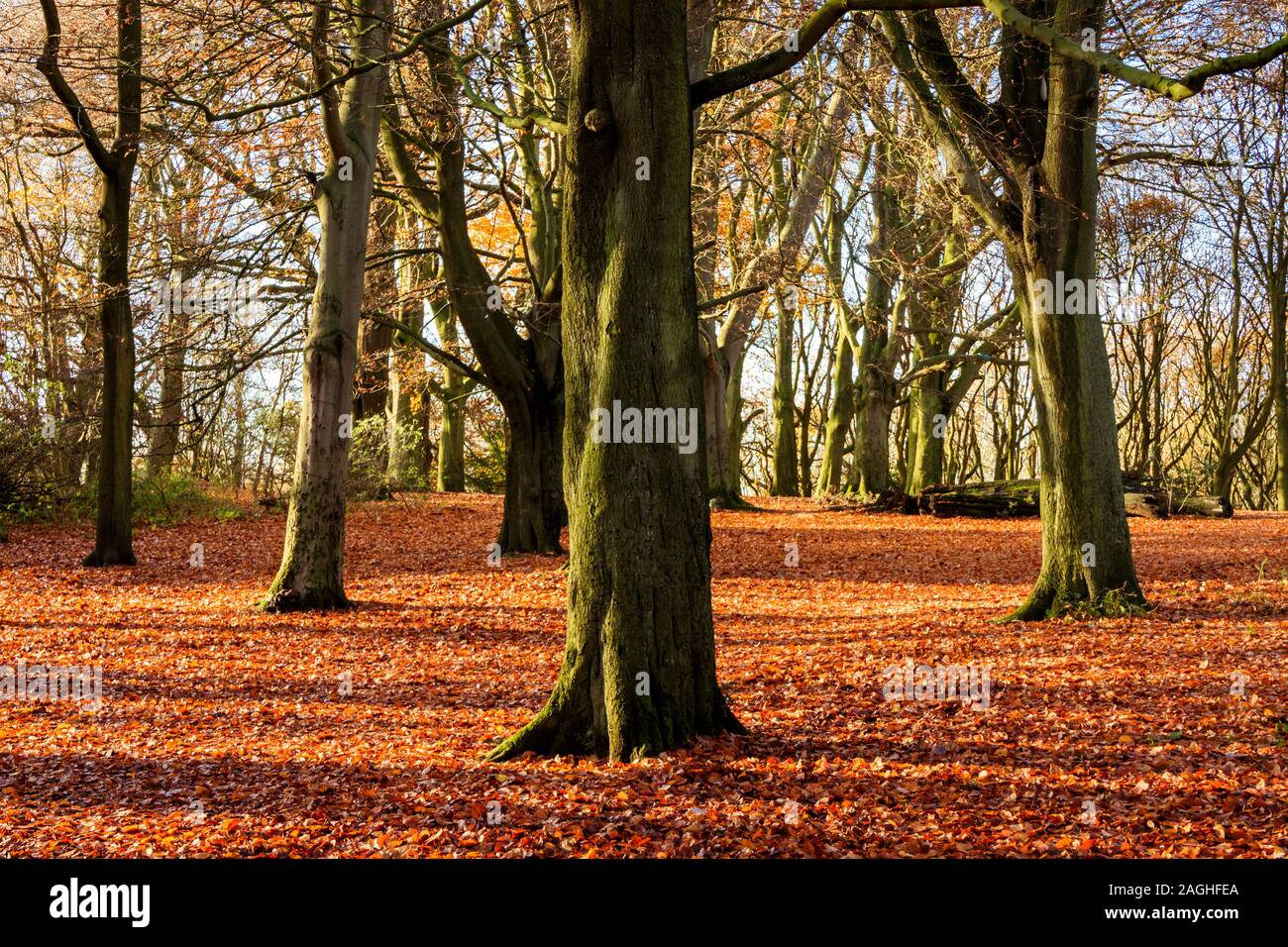 Carpet Of Golden Leaves High Resolution Stock Photography and Images ...