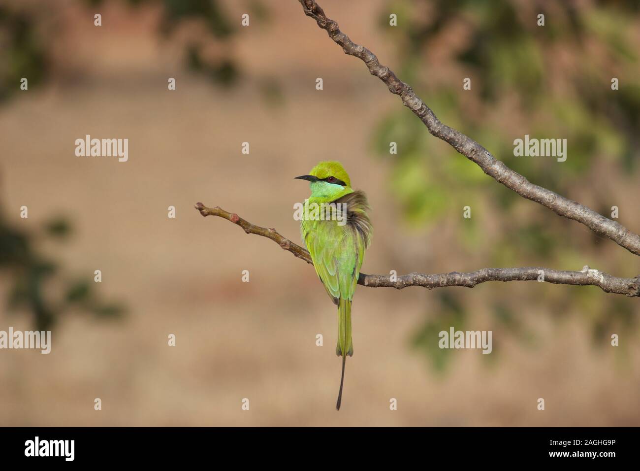Close-up of Green Bee Eater resting on a small tree branch in forest in rural India Stock Photo