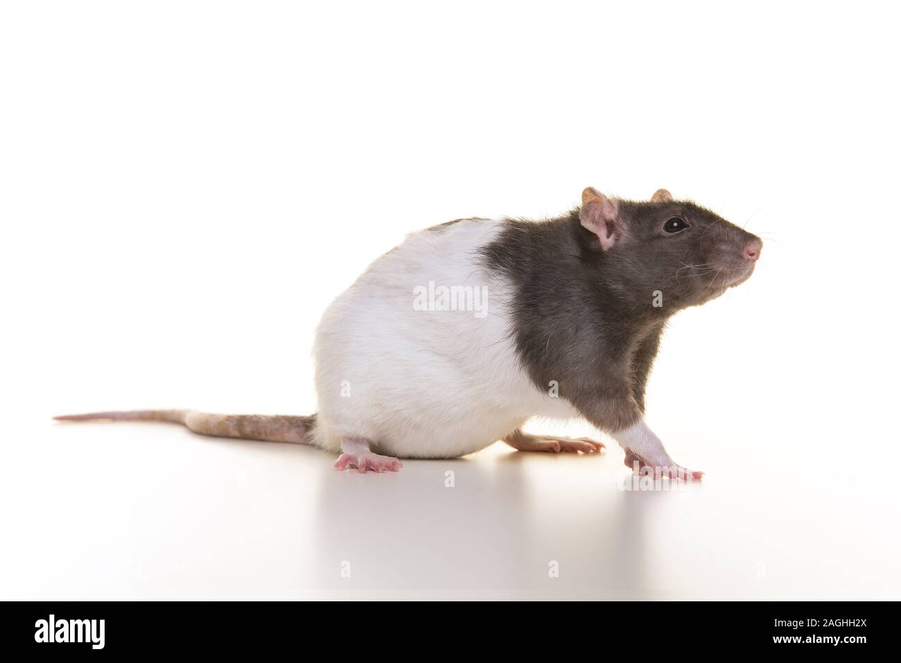 Pretty domestic rat on a white background Stock Photo