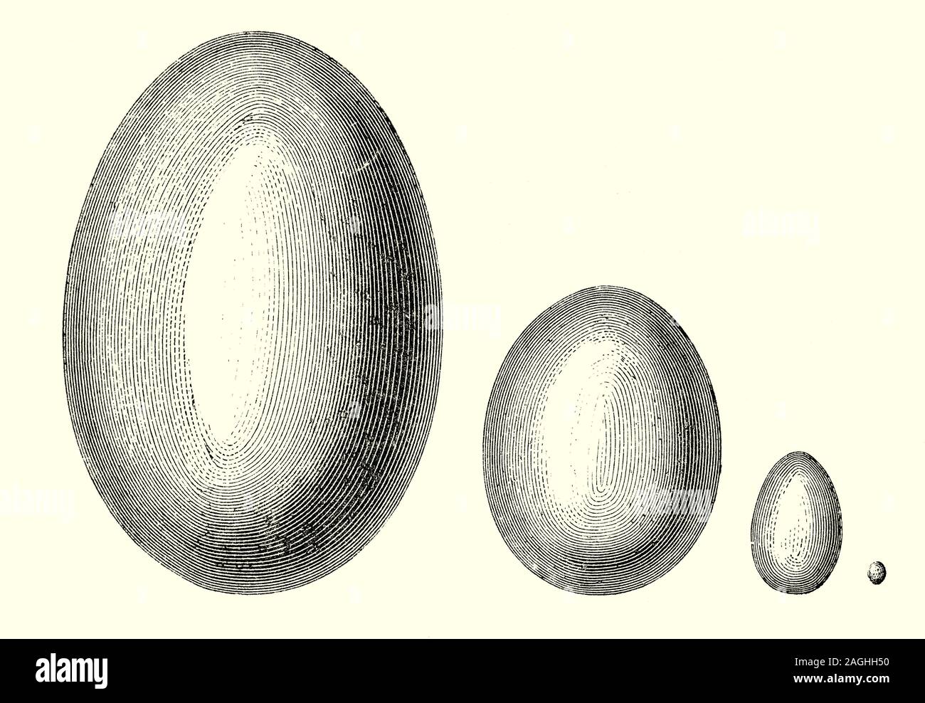 Ornithology: Breeding and Nests: A comparative illustration of the size of bird eggs from different species. Egg size tends to be proportional to the size of the adult bird,from the half gram egg of the bee hummingbird to the 1.5 kg egg of the ostrich. From left to right: An egg of the Aepyornis Maximus weighing up to 730 kilograms (1,600 lb); Ostrich Egg; Domestic Hens Egg; and a humming bird egg. Stock Photo