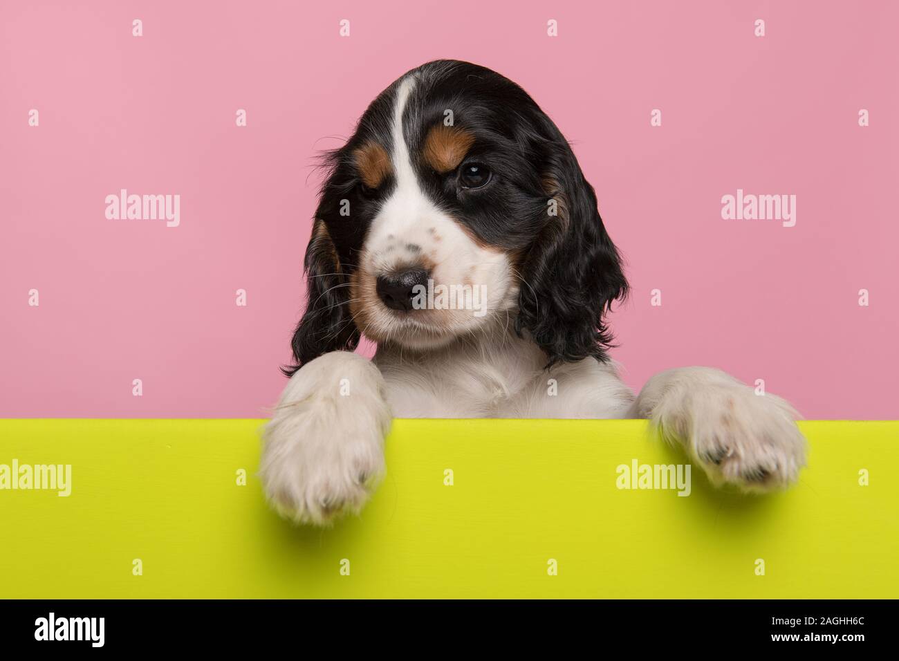 Cocker Spaniel puppy hanging over the border of a lime green board with its paws on a pink background Stock Photo