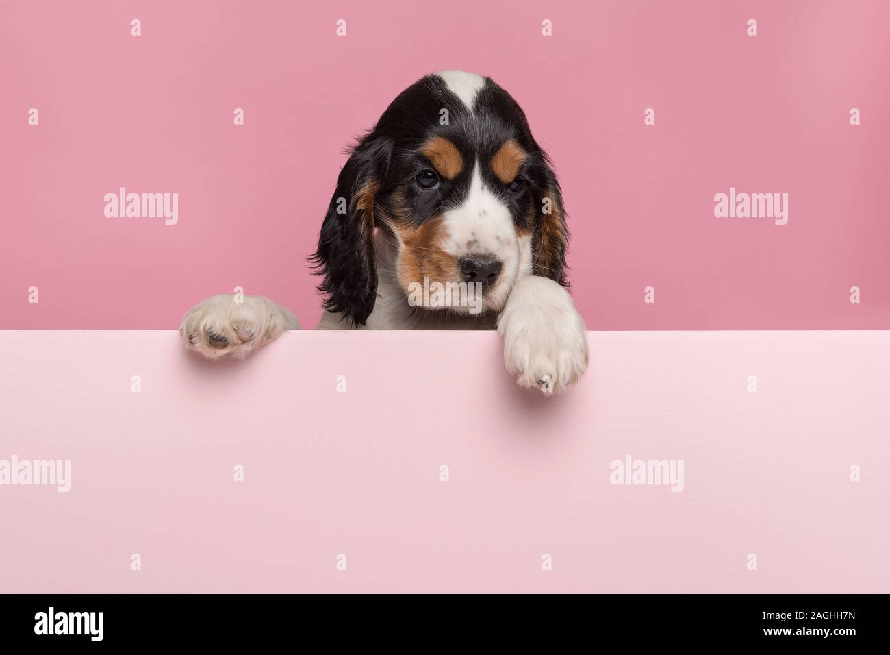 Cocker Spaniel puppy hanging over the border of a pastel pink board with its paws on a pink background Stock Photo